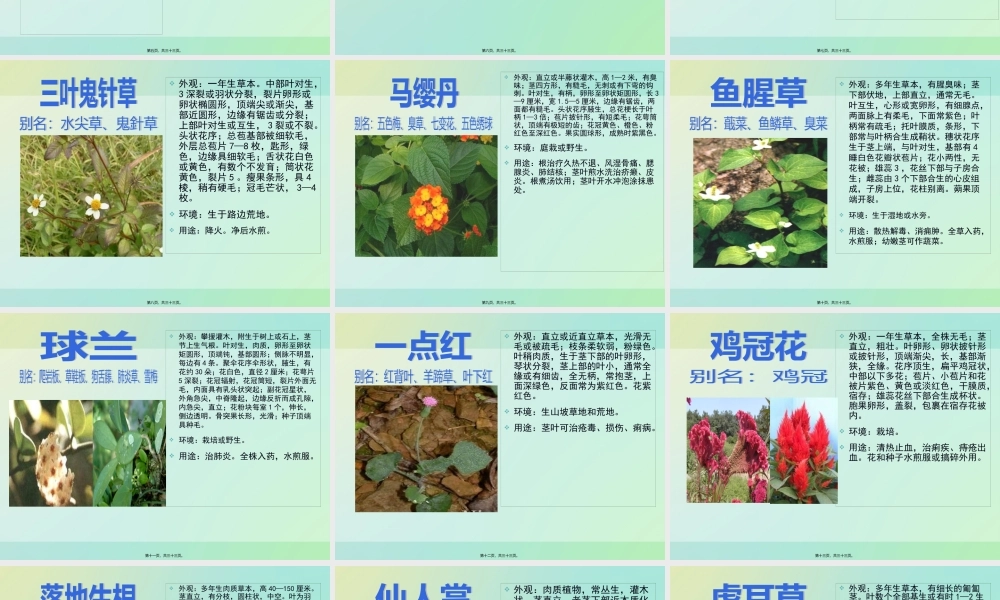 中草药的认识.pptx