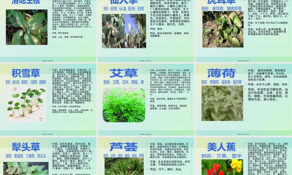 中草药的认识.pptx