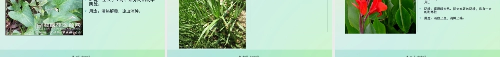 中草药的认识.pptx