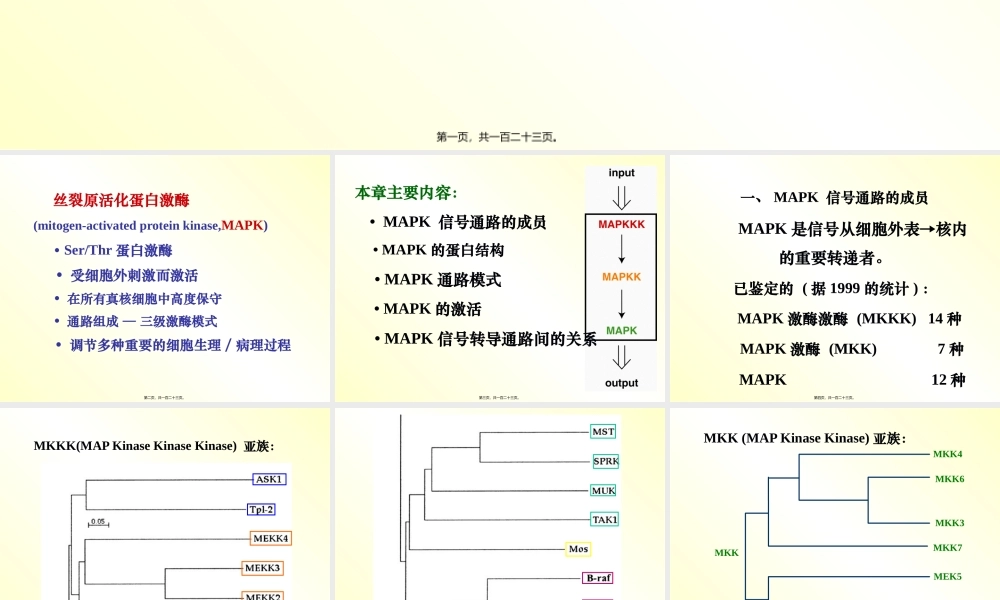 丝裂原活化蛋白激酶.pptx