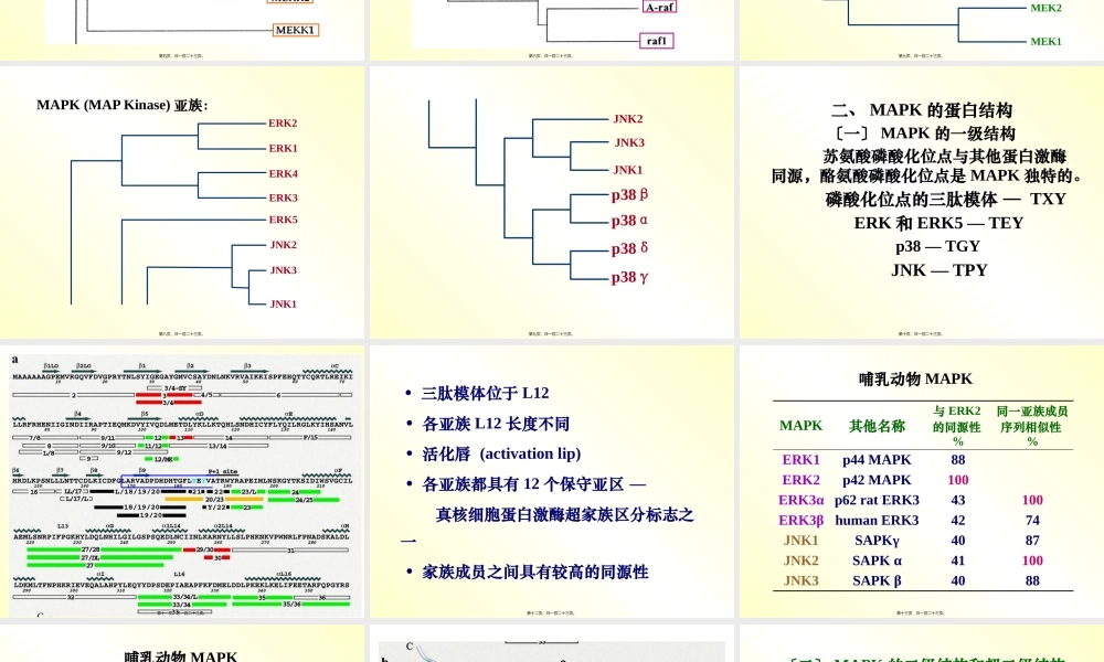 丝裂原活化蛋白激酶.pptx