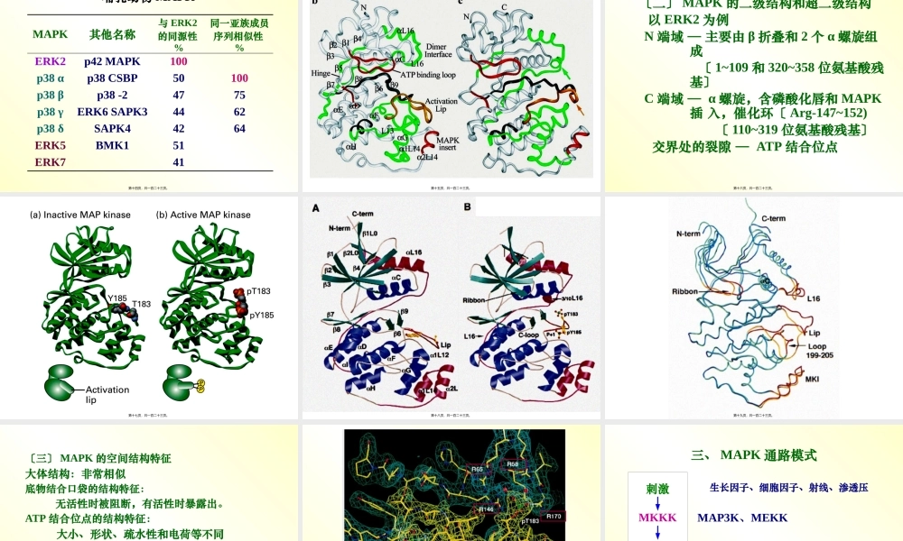 丝裂原活化蛋白激酶.pptx