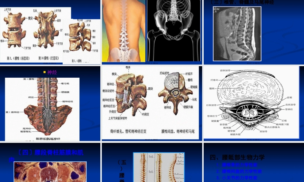 下背痛的康复.pptx