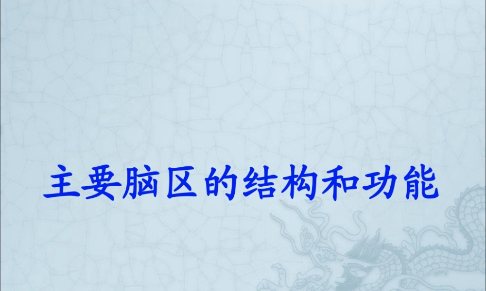 主要脑区的结构.pptx