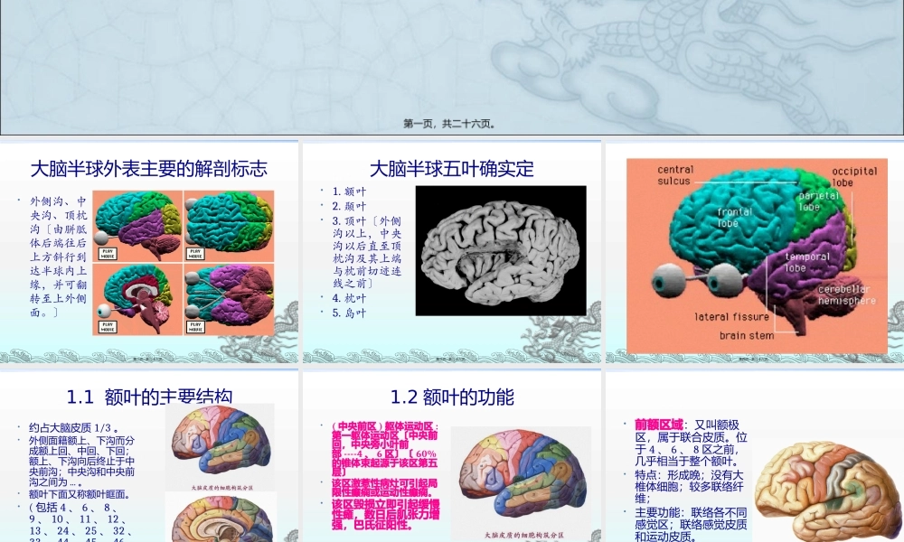 主要脑区的结构.pptx