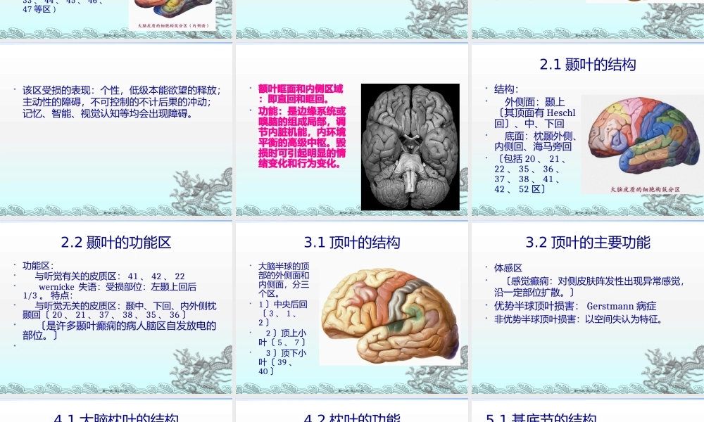 主要脑区的结构.pptx