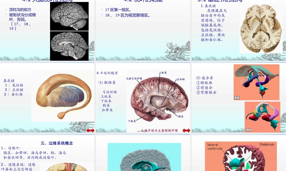 主要脑区的结构.pptx