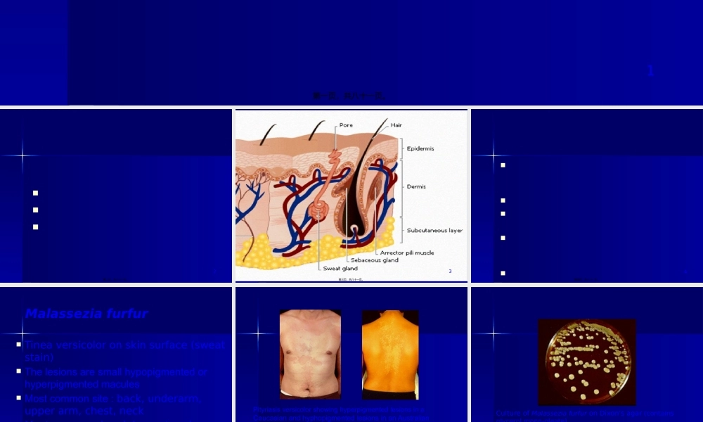 主要致病性真菌.pptx