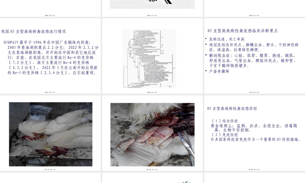 主要禽病研究及其防控.pptx