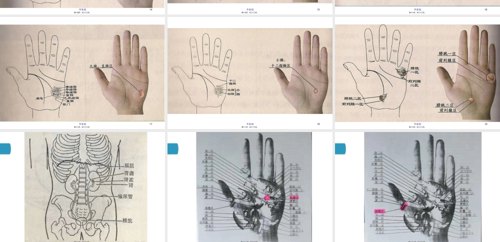 书绢讲掌纹--二--脏腑对应图.ppt