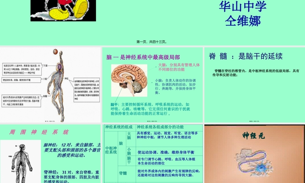 人体的自我调节.pptx