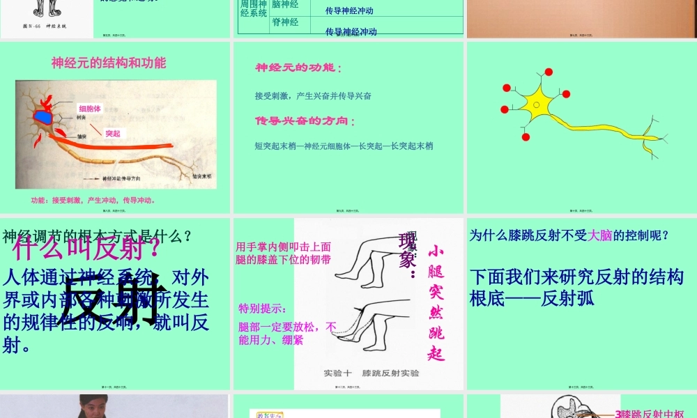 人体的自我调节.pptx