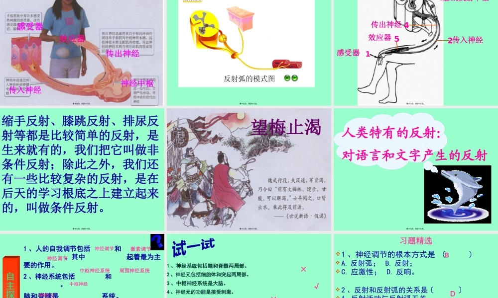 人体的自我调节.pptx