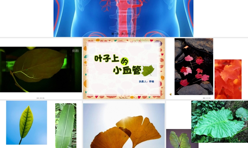 人教版二年级美术-第八课《叶子上的小血管》.pptx