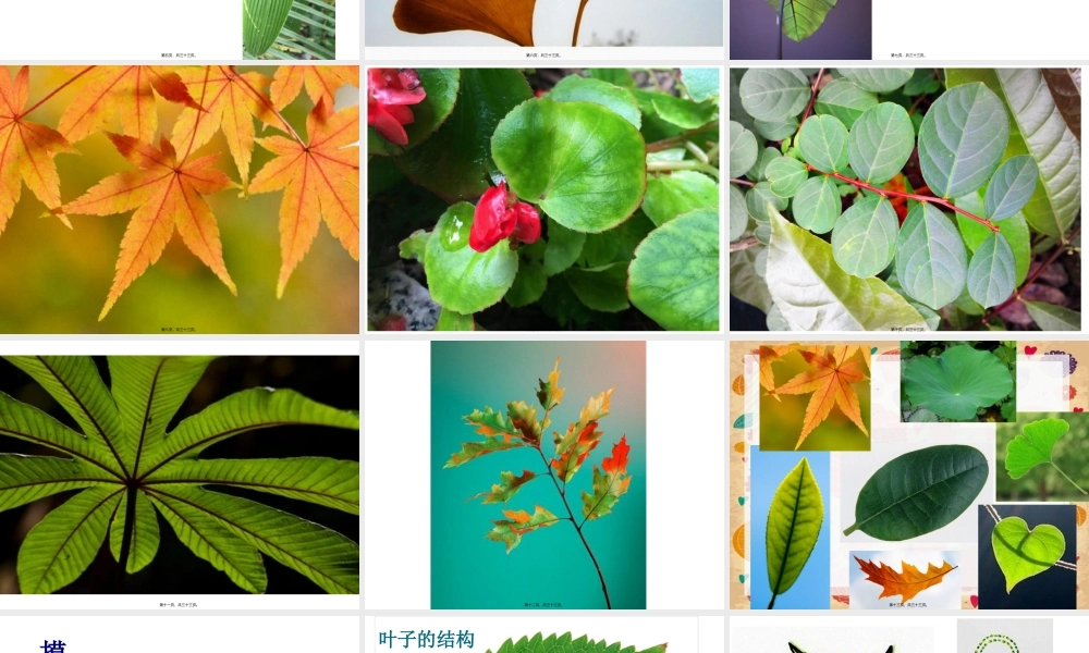 人教版二年级美术-第八课《叶子上的小血管》.pptx