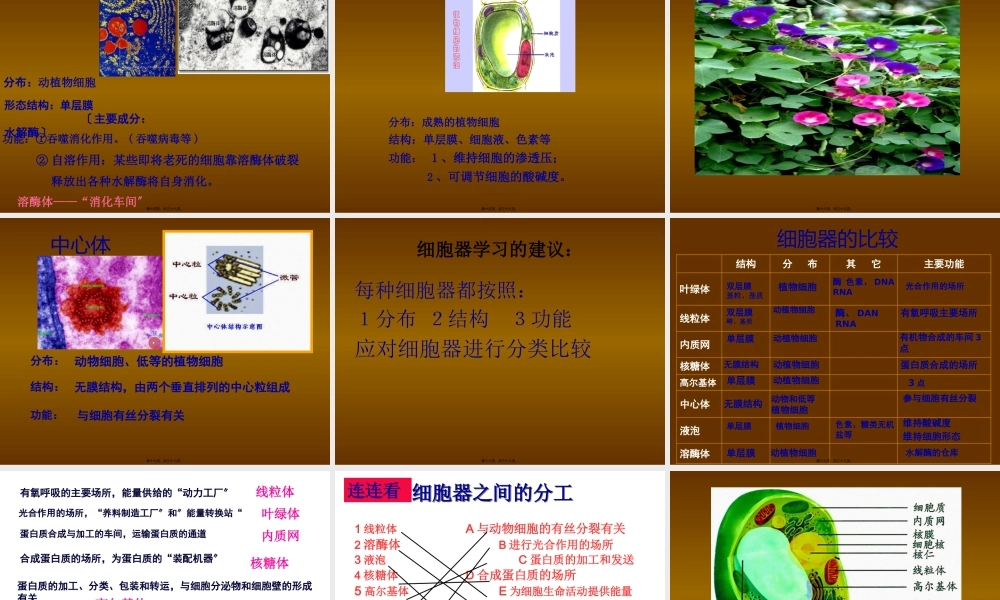 人教版必修一第三章第二节细胞器系统内的分工和合作共张PPT.pptx