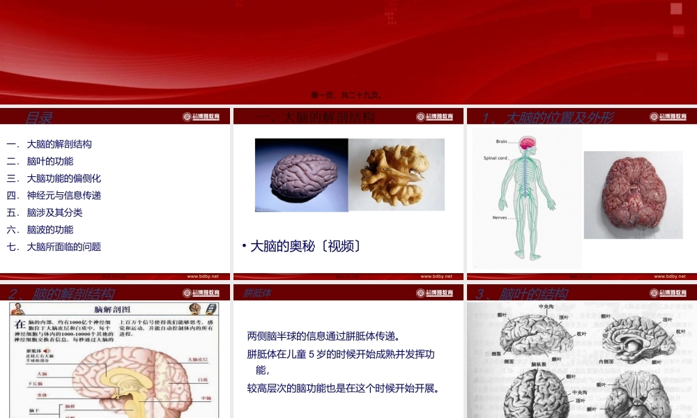 人类的大脑与脑波.ppt