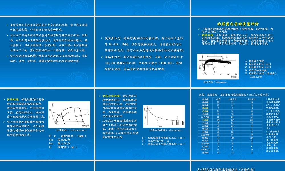 介绍谷物蛋白质.ppt