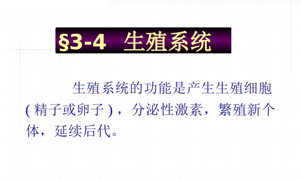 内脏(4)生殖系统.pptx