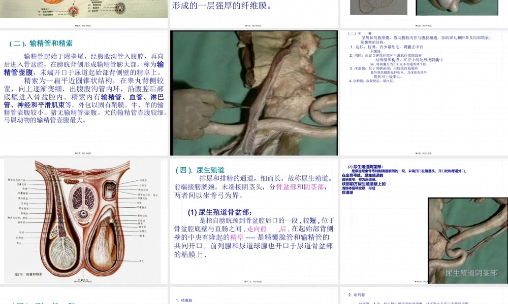 内脏(4)生殖系统.pptx
