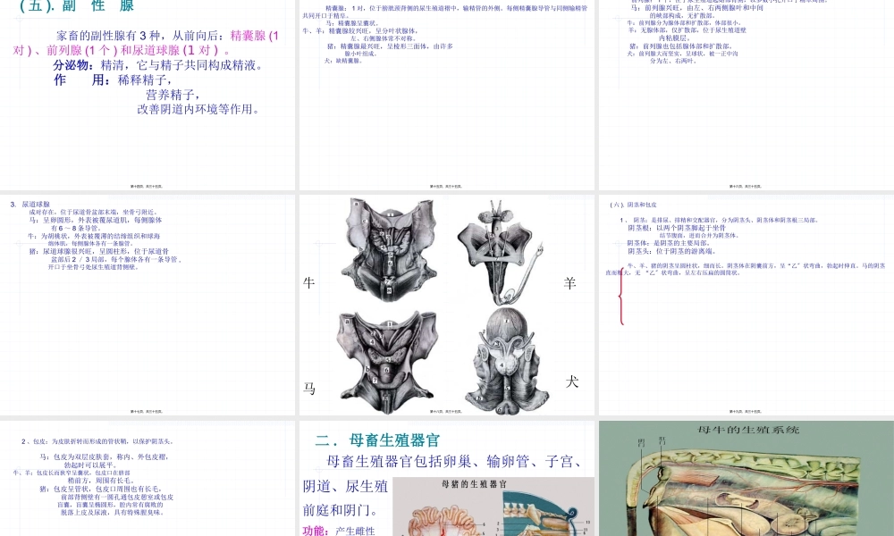 内脏(4)生殖系统.pptx