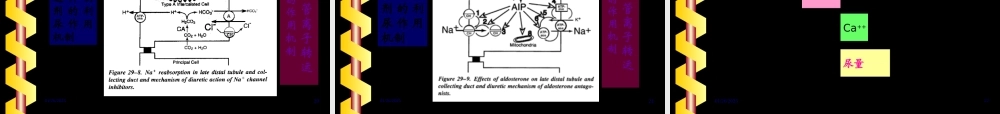 利尿药药理.pptx