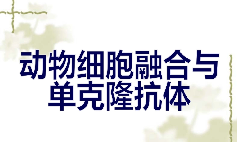 动物细胞融合与单克隆抗体(共20张PPT)..pptx