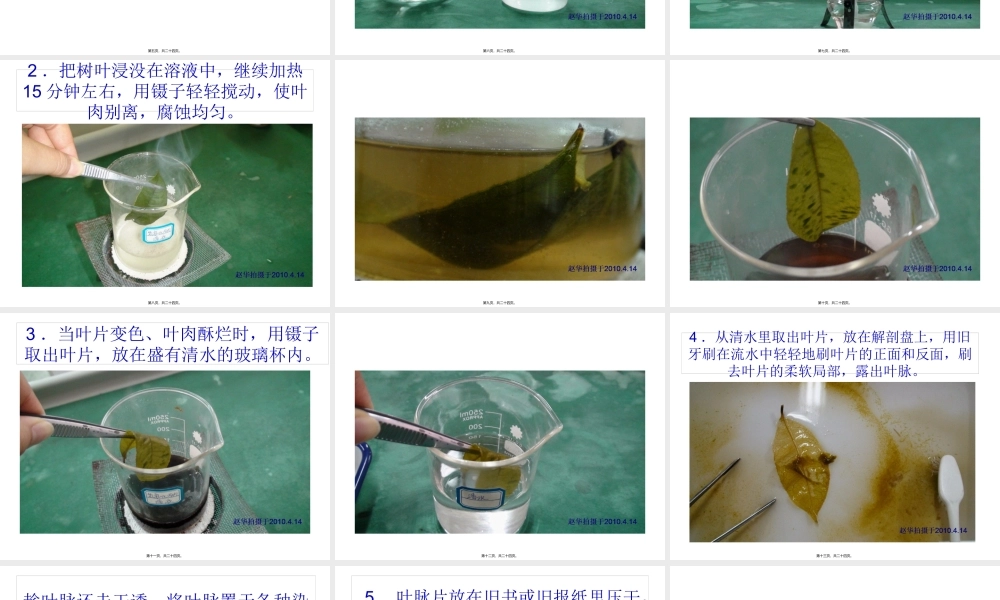 叶脉书签的制作.pptx