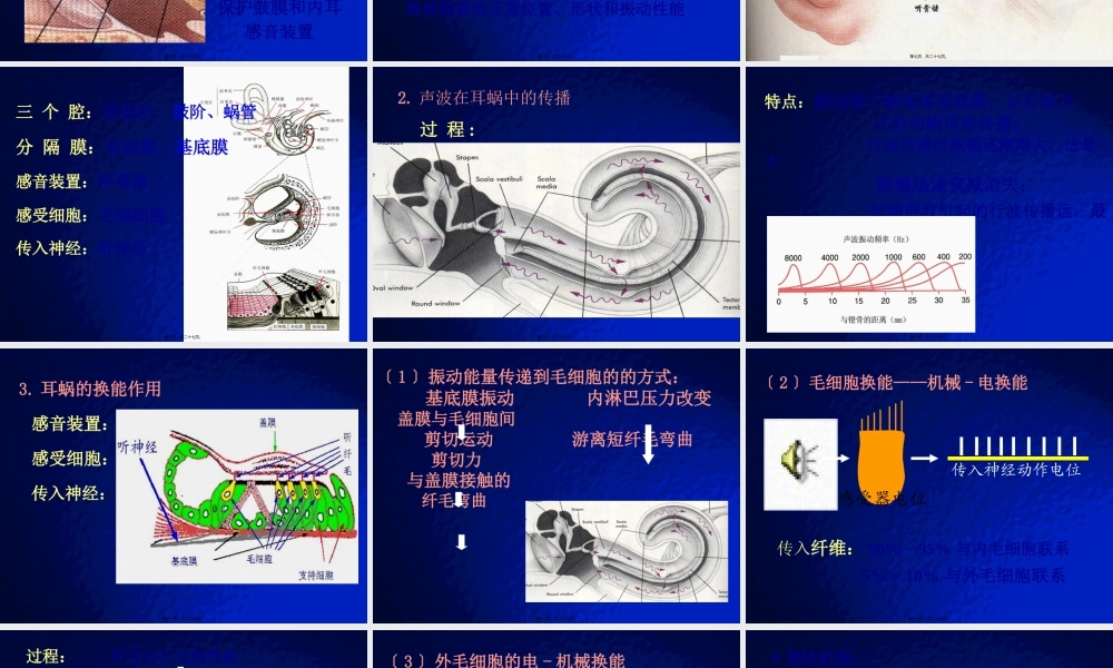 听觉生理.pptx