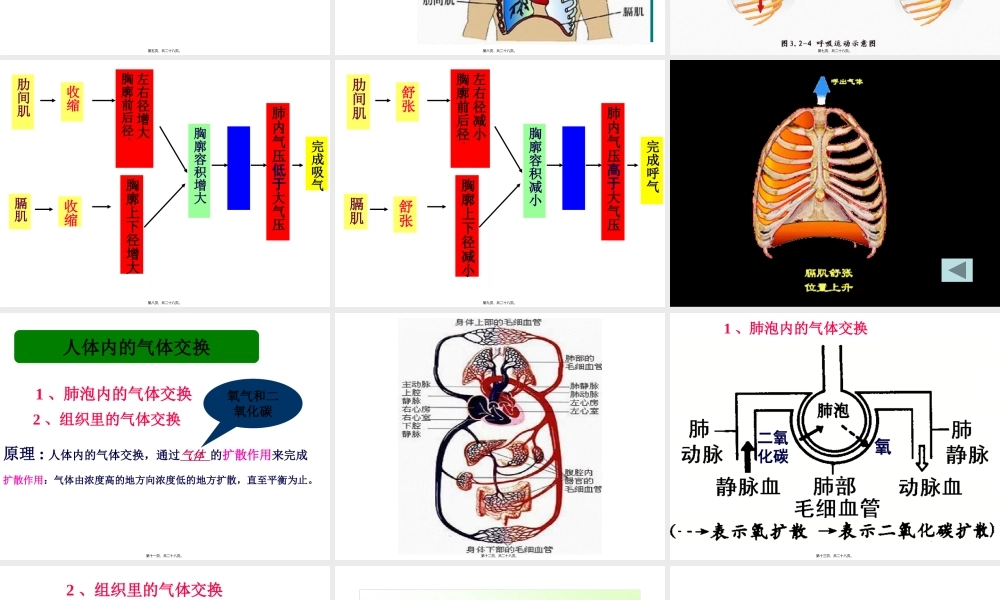 呼吸与血液循环复习.pptx