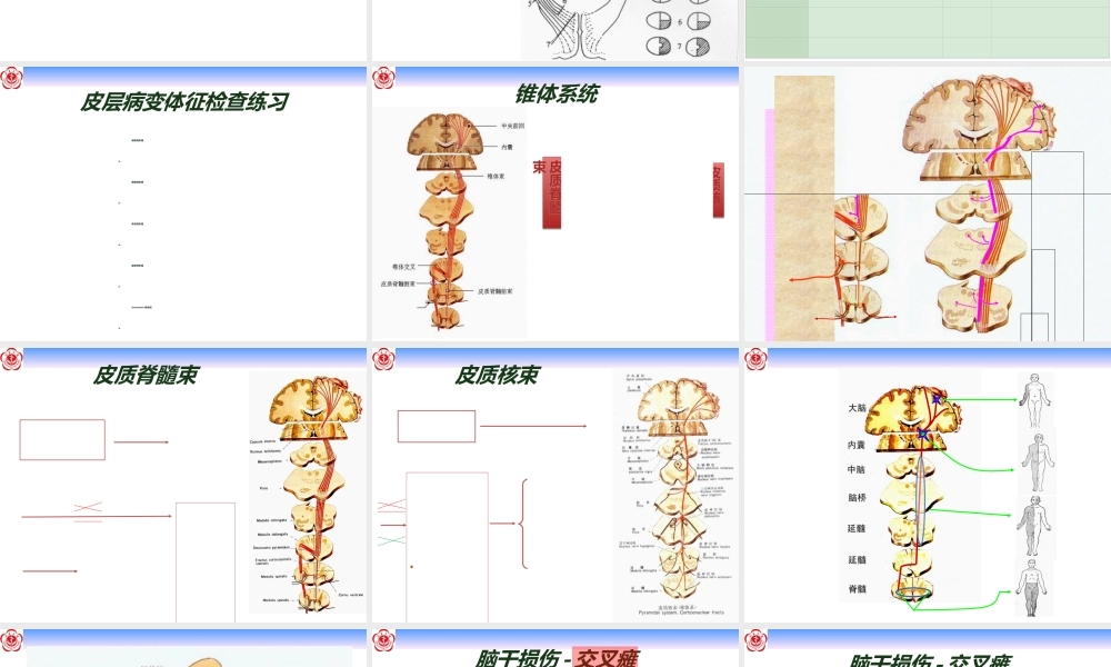 大脑和锥体系体征.ppt