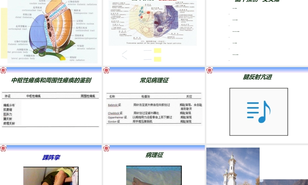 大脑和锥体系体征.ppt
