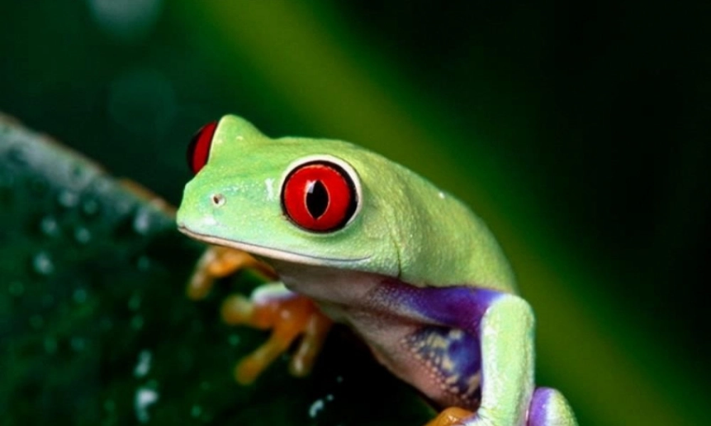 妊娠母猪精确饲养.pptx