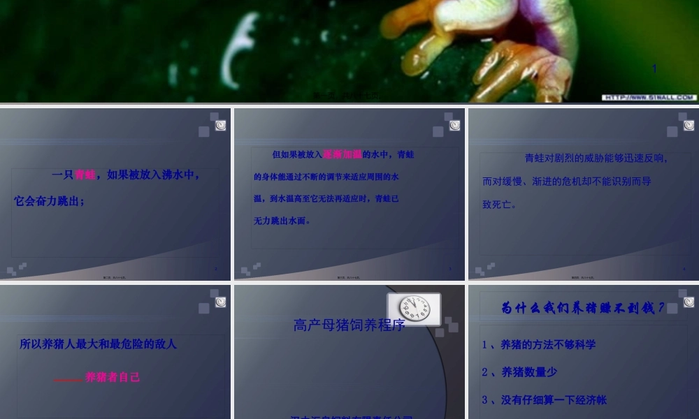 妊娠母猪精确饲养.pptx