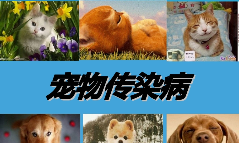 宠物传染病概述.ppt
