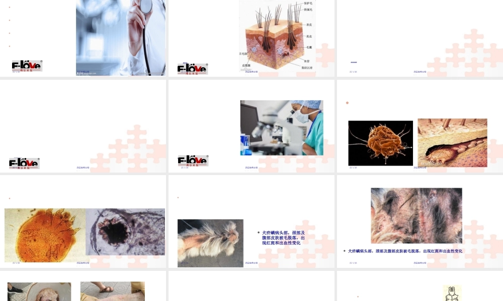 宠物皮肤病分享.ppt