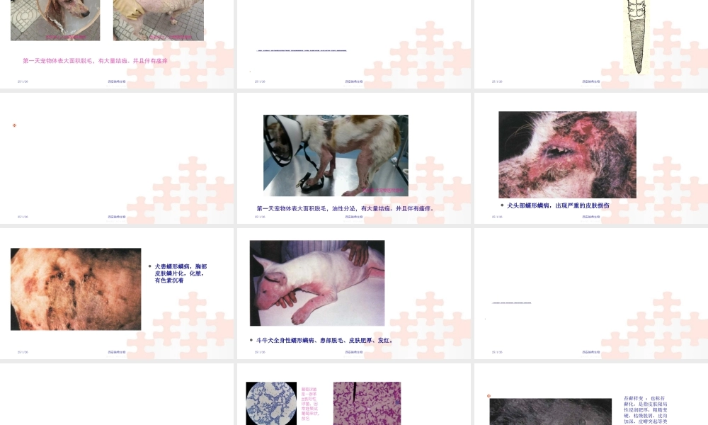 宠物皮肤病分享.ppt