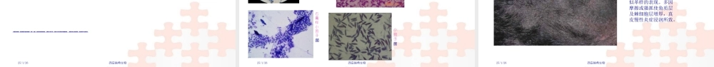 宠物皮肤病分享.ppt