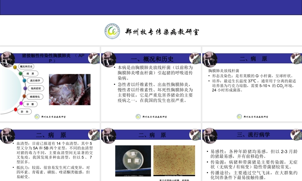 猪接触性传染性胸膜肺炎-(APP).ppt