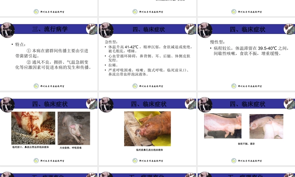 猪接触性传染性胸膜肺炎-(APP).ppt