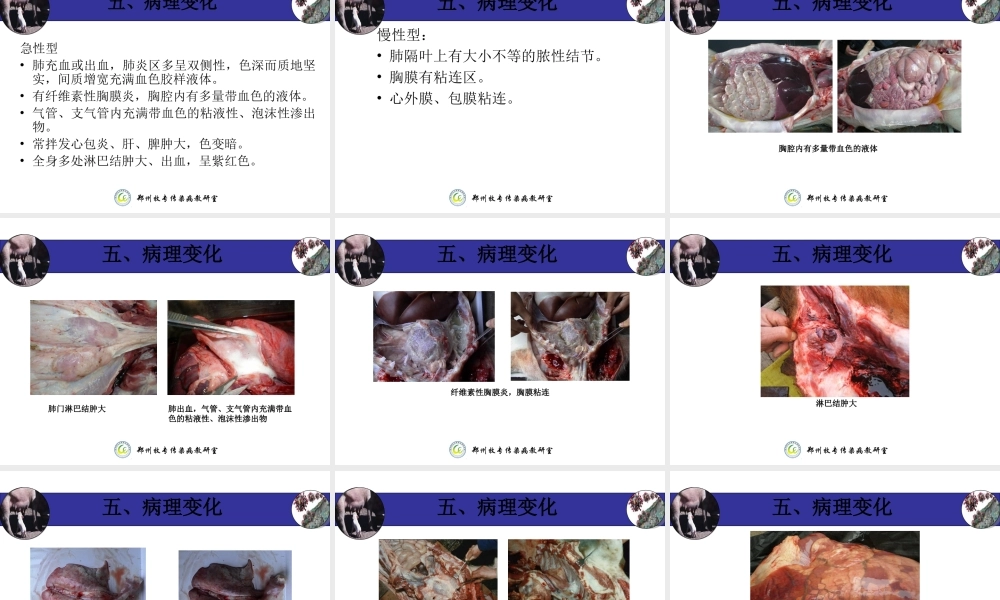 猪接触性传染性胸膜肺炎-(APP).ppt