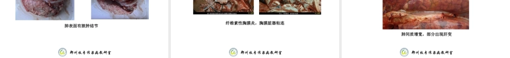 猪接触性传染性胸膜肺炎-(APP).ppt