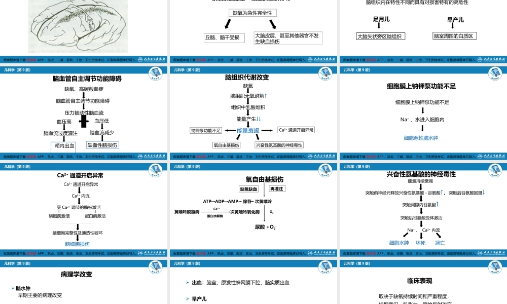 第六章 新生儿与新生儿疾病 第五节 新生儿缺氧缺血性脑病(1).pptx