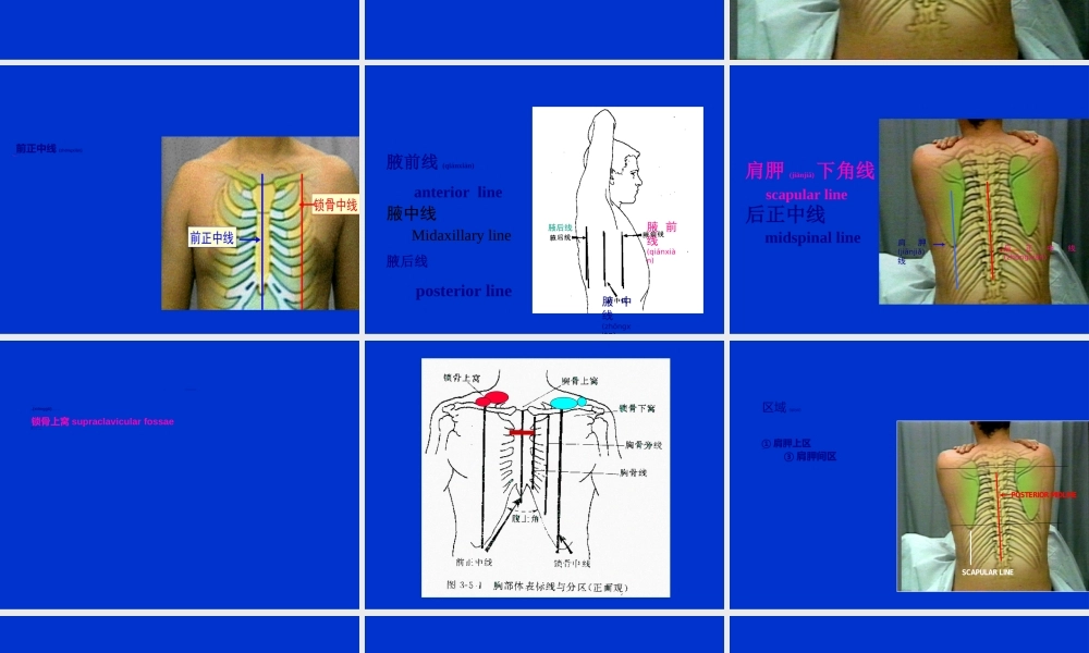 2022年医学专题—胸部检查—肺3(附件).ppt