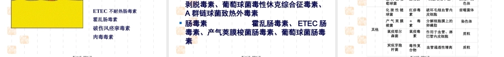 6细菌的感染和免疫.pptx
