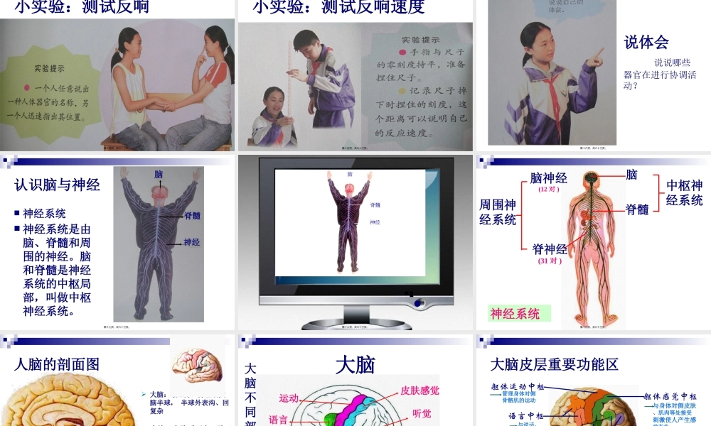 4.脑与神经.pptx