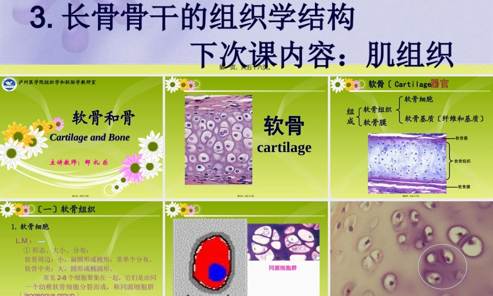 《组织胚胎学》-软骨和骨.pptx