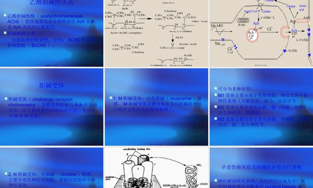 乙酰胆碱-2.pptx