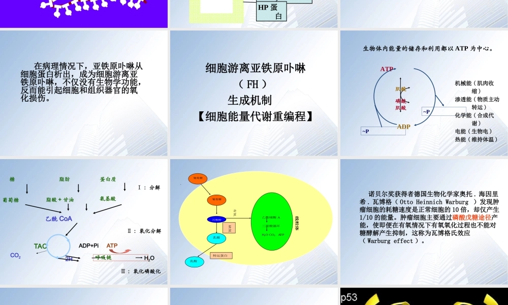 细胞游离亚铁原卟啉检测技术资料.ppt
