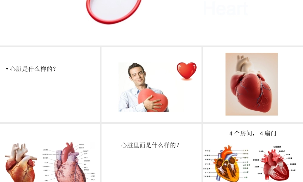 心脏科普.pptx